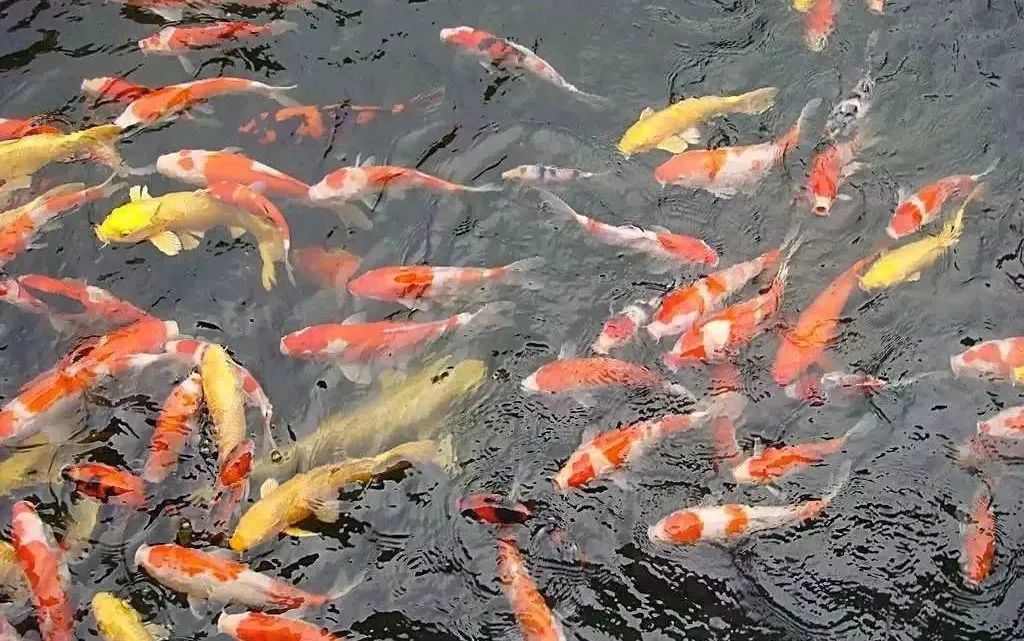 不負(fù)春光，快樂成長——洛陽東外小學(xué)部三年級研學(xué)旅行