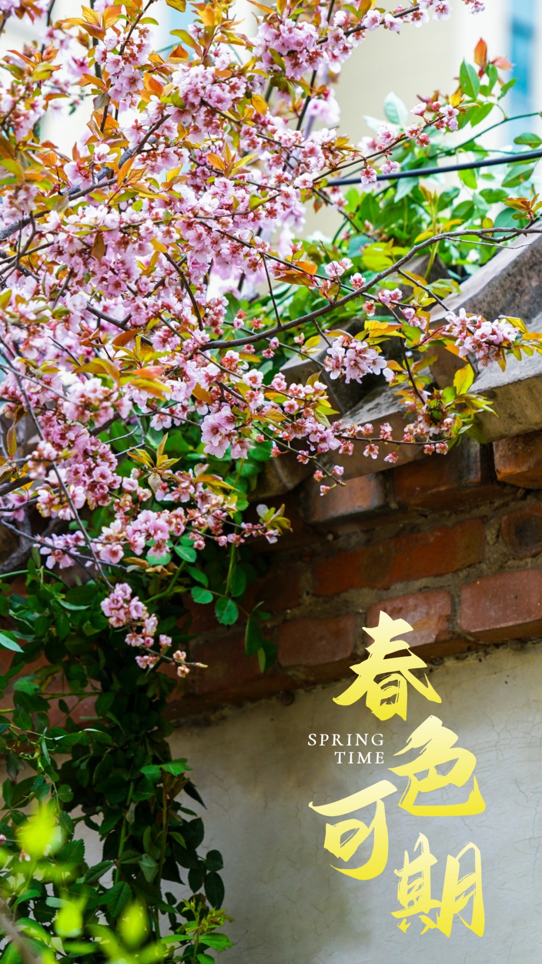 繁花似錦綻校園，核檢護(hù)航保平安