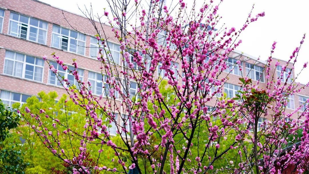 繁花似錦綻校園，核檢護(hù)航保平安