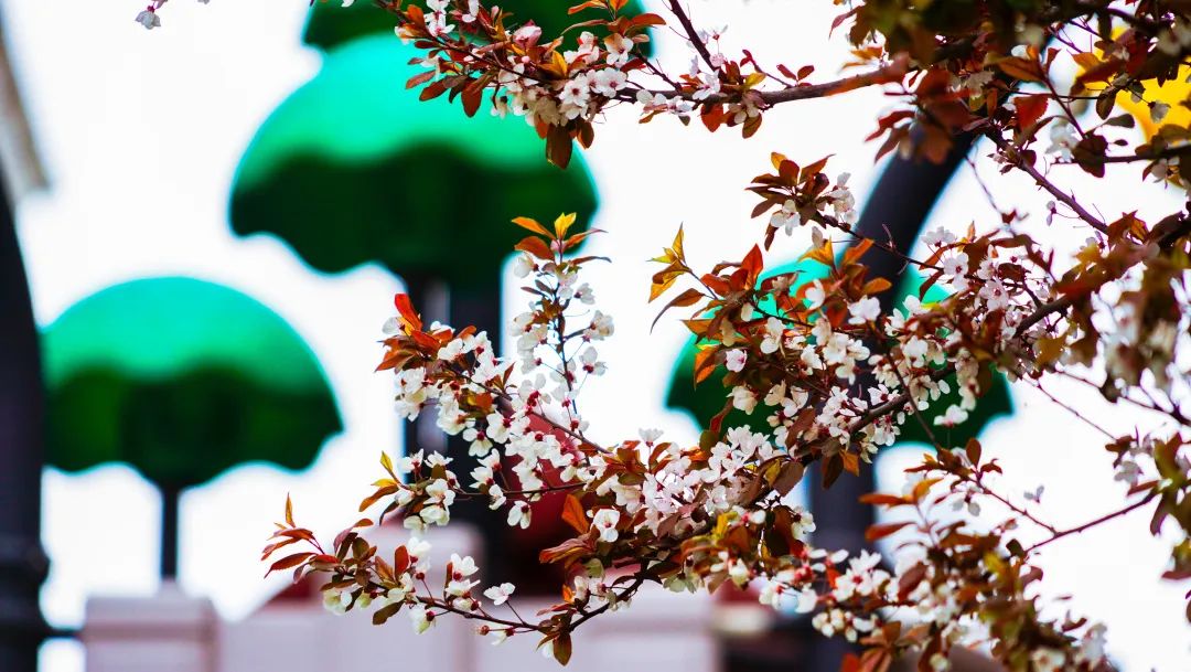 繁花似錦綻校園，核檢護(hù)航保平安