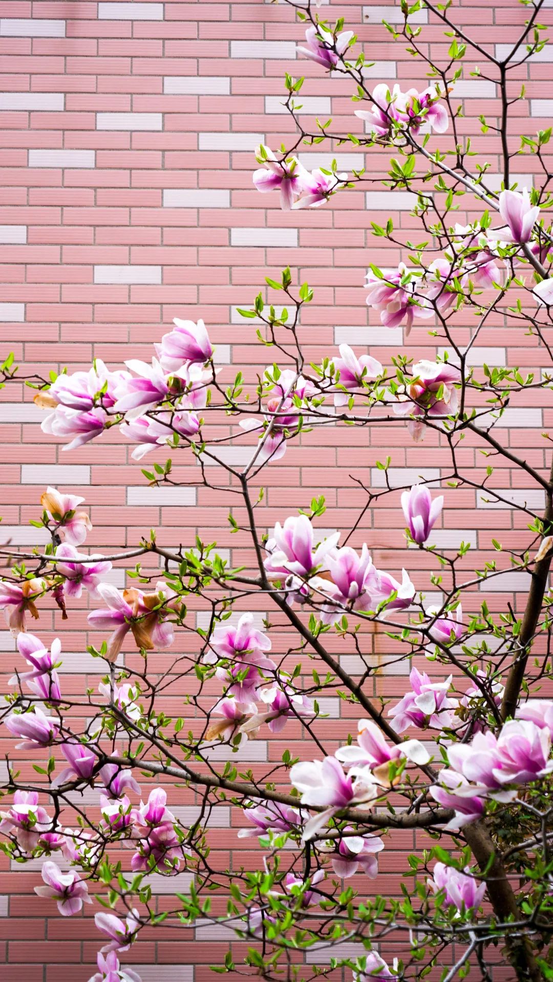 繁花似錦綻校園，核檢護(hù)航保平安