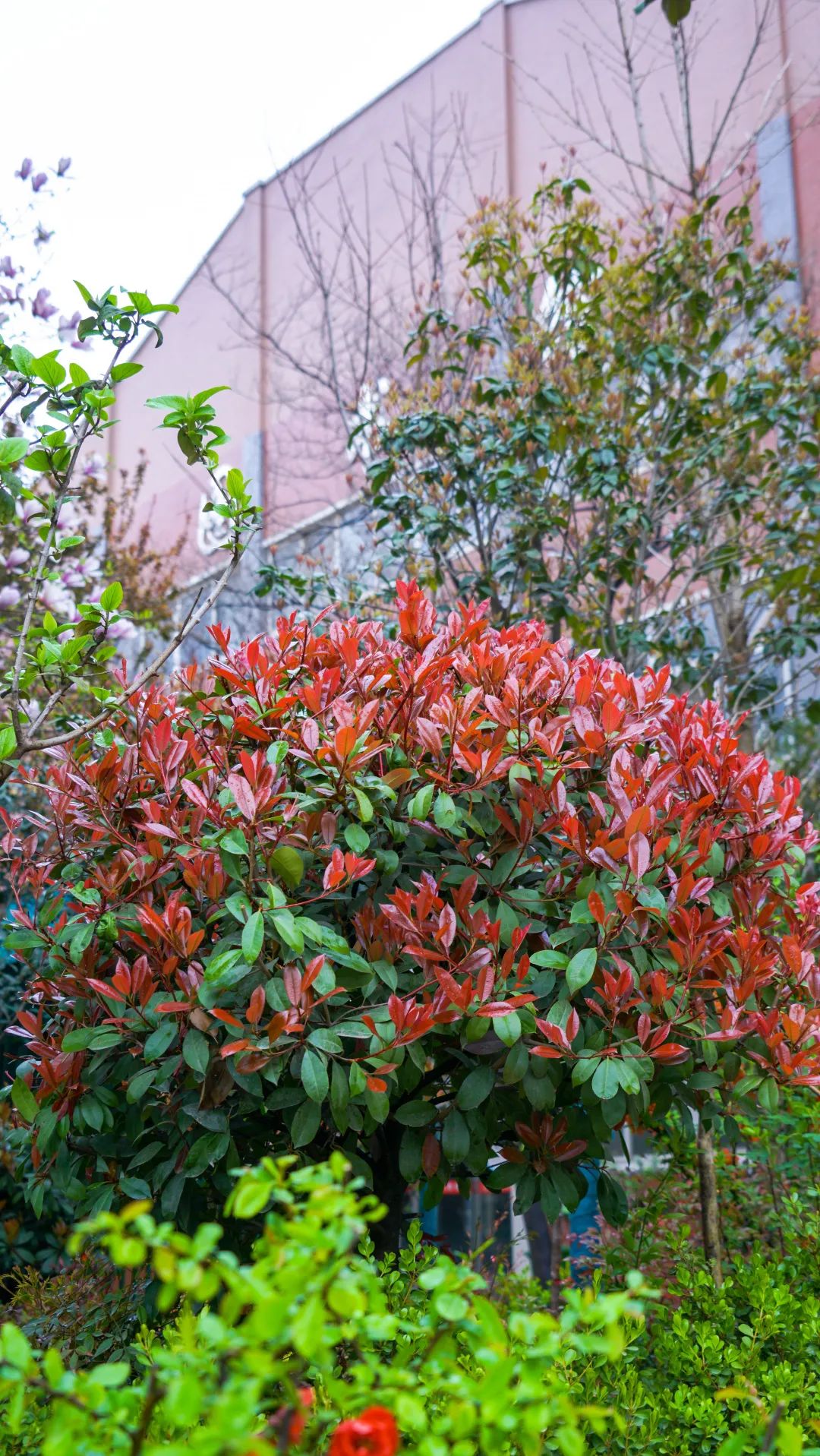 繁花似錦綻校園，核檢護(hù)航保平安
