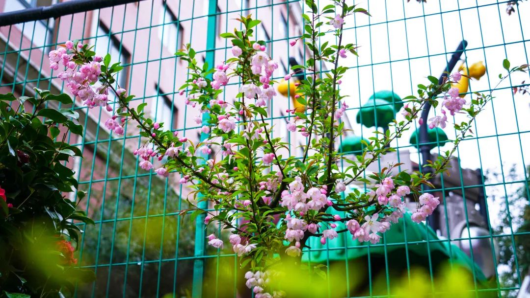繁花似錦綻校園，核檢護(hù)航保平安