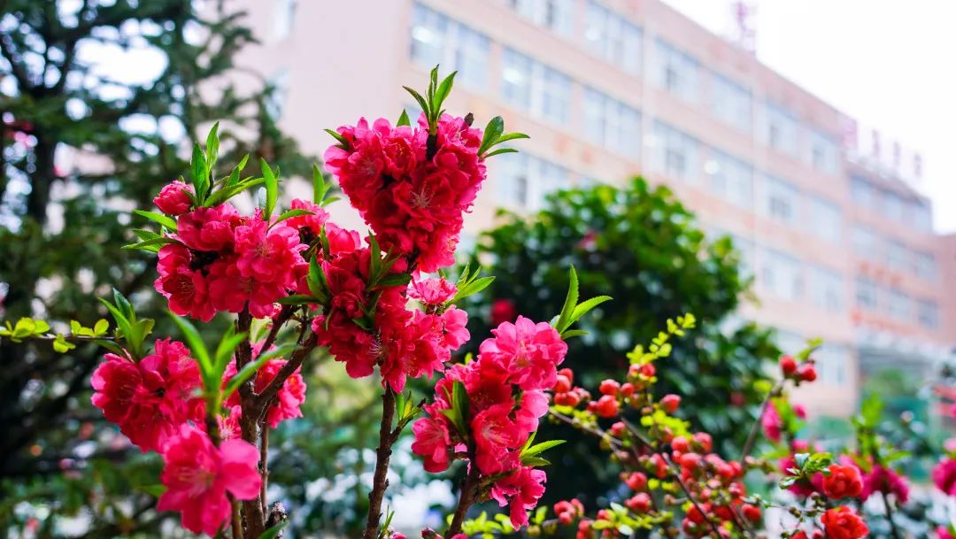 繁花似錦綻校園，核檢護(hù)航保平安