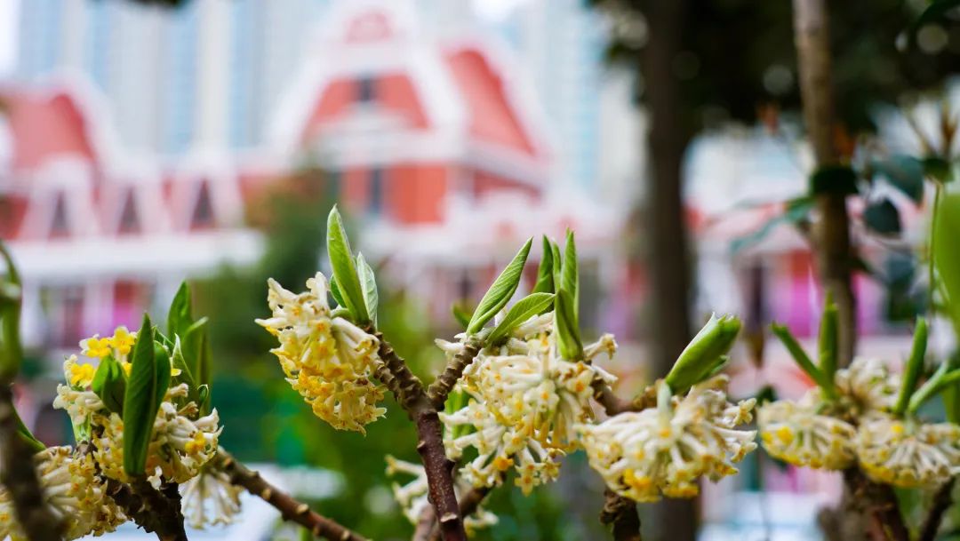 繁花似錦綻校園，核檢護(hù)航保平安