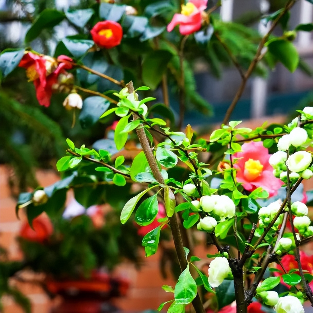 繁花似錦綻校園，核檢護(hù)航保平安