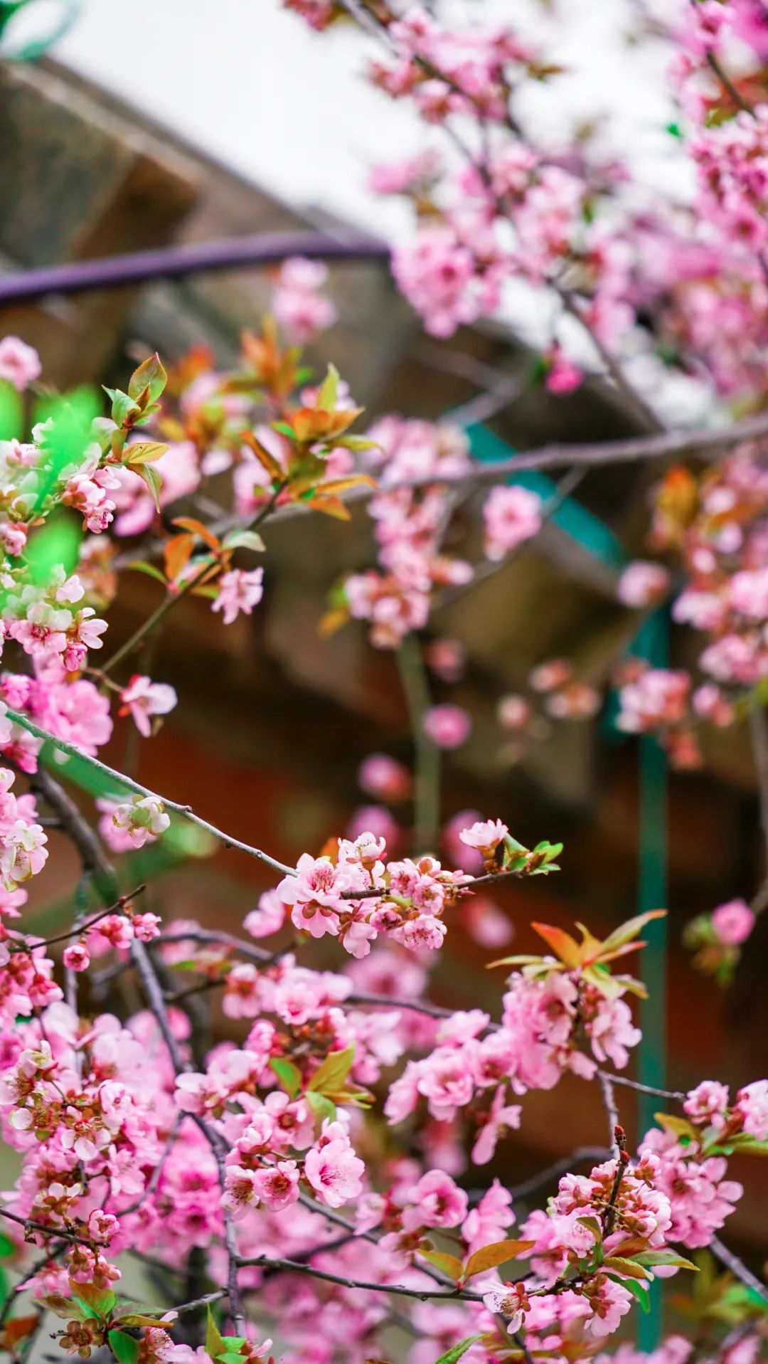 繁花似錦綻校園，核檢護(hù)航保平安